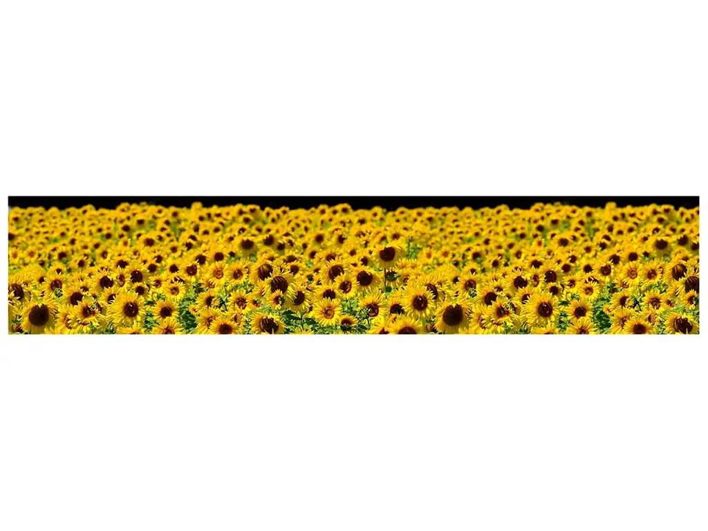 Autocolant decorativ Floarea soarelui, Folina, galben, 80x400 cm