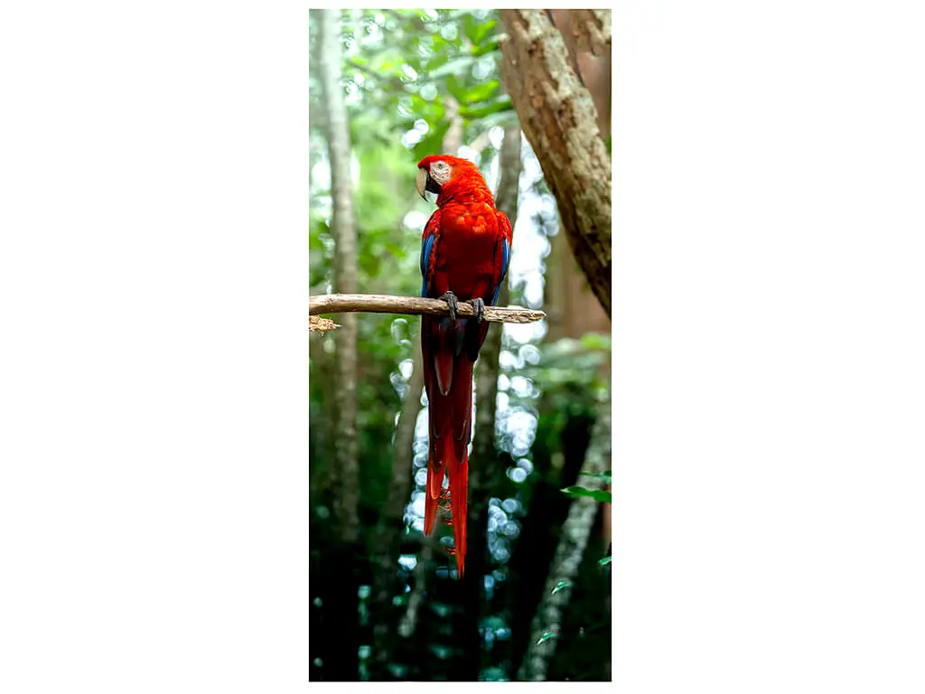 Autocolant uşă Papagal, Folina, model multicolor, dimensiune autocolant 92x205 cm