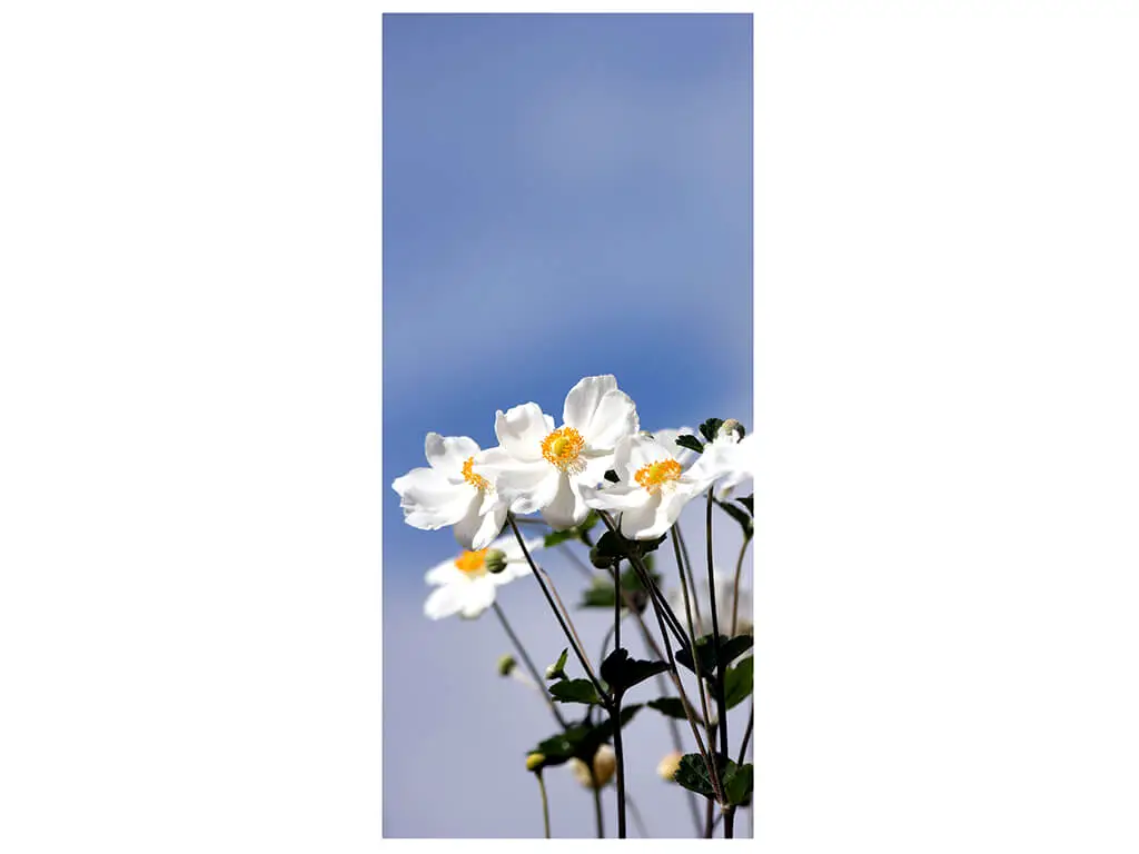 Autocolant uşă Dalii albe, Folina, model floral, dimensiune autocolant 92x205 cm