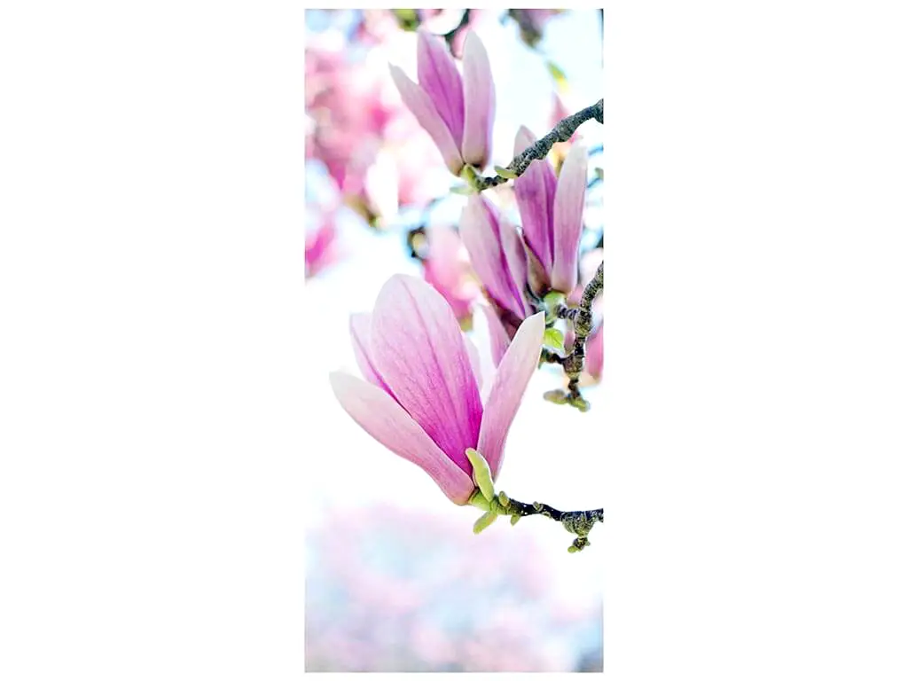Autocolant uşă Floare de Magnolie, Folina, culoare roz, dimensiune autocolant 92x205 cm