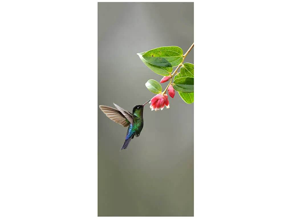 Autocolant uşă Pasăre Colibri, Folina, model cu peisaj, dimensiune autocolant 92x205 cm