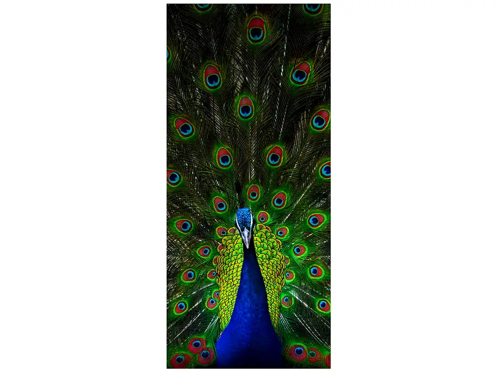 Autocolant uşă Păun, Folina, model multicolor, dimensiune autocolant 92x205 cm