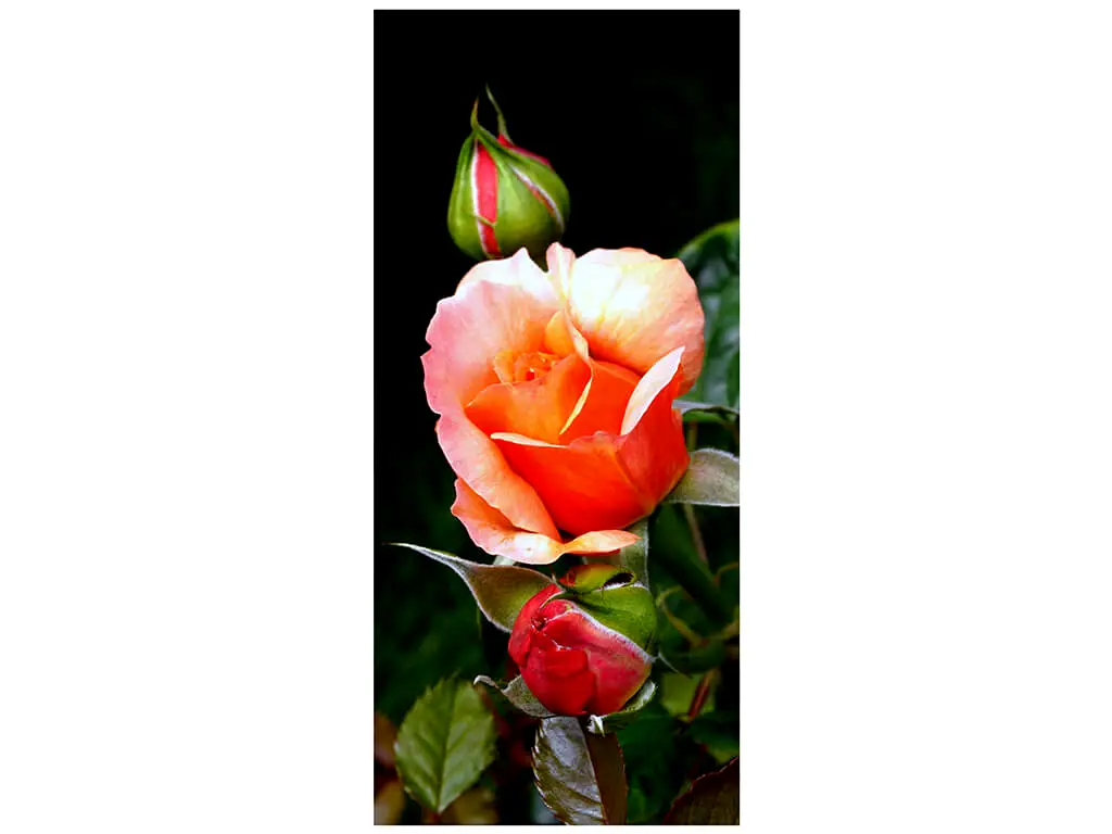 Autocolant uşă Trandafir cu boboci, Folina, model multicolor, dimensiune autocolant 92x205 cm