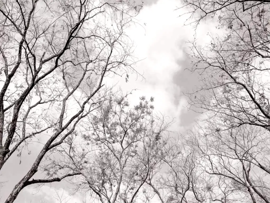 Fototapet Tree Tops, WG, model crengi, alb-negru, 366x254 cm
