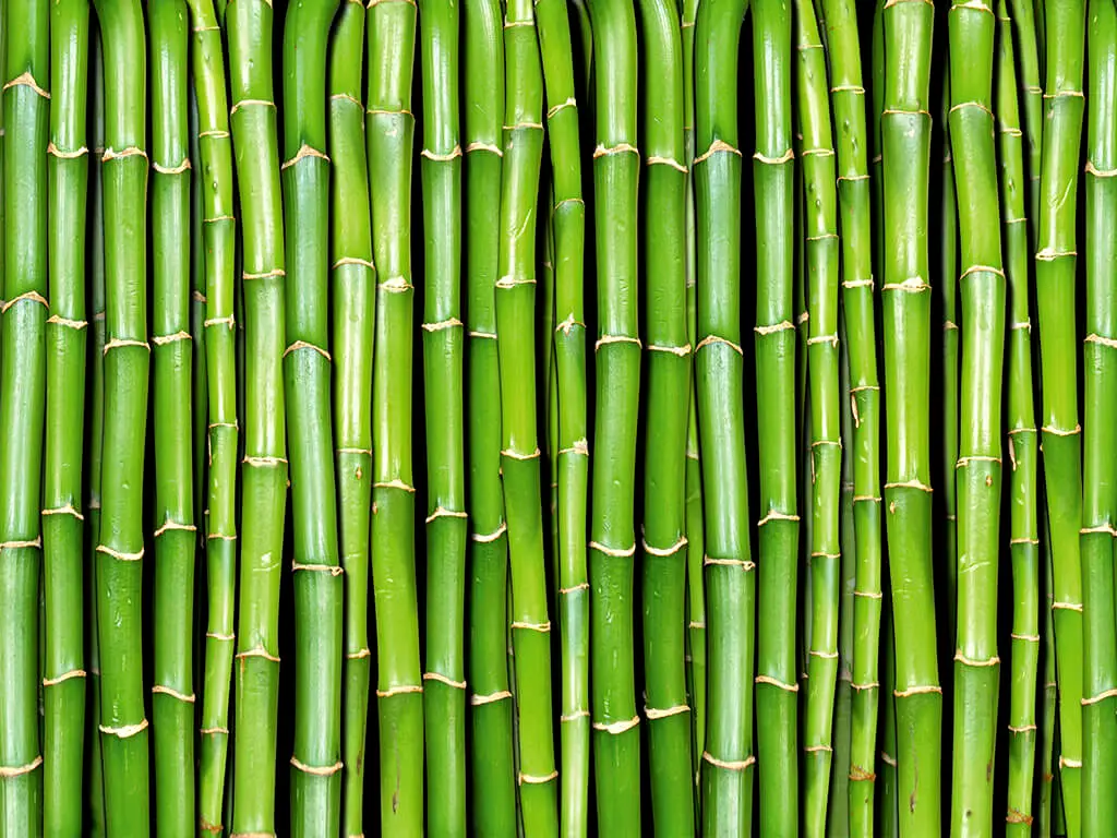 Fototapet Bamboo, Dimex, bambus verde, 375x250 cm