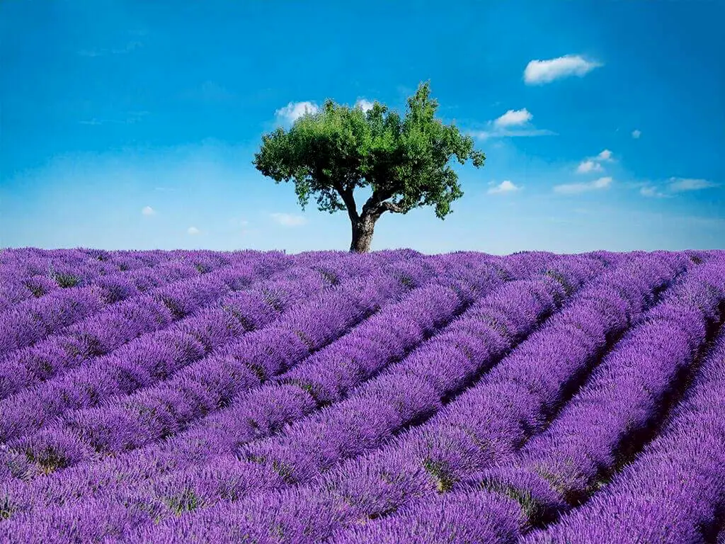 Fototapet câmp lavandă Provence