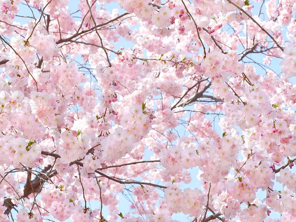 Fototapet crengi înflorite Pink Blossom