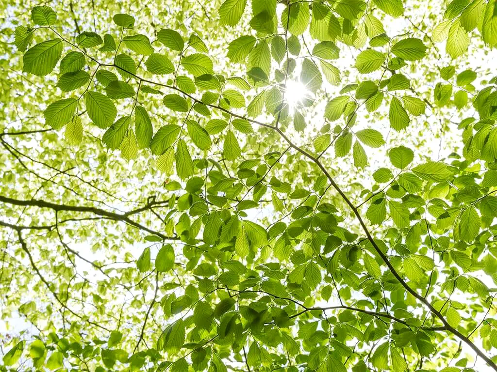Fototapet Im Frühlingswald, Komar, frunze verzi, 450x280 cm