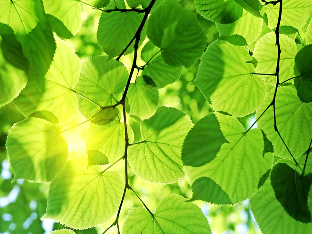 Fototapet frunze, Dimex, Green Leaves, 375x250 cm