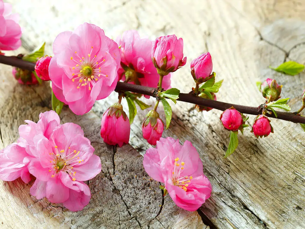 Fototapet crengi înflorite, Dimex, Sakura, 375x250 cm