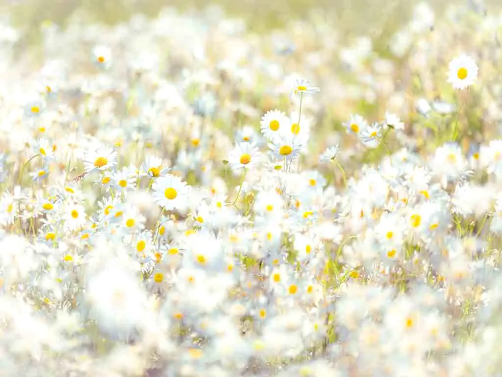 Fototapet floral Margarete, Komar, multicolor, 368 x 254 cm