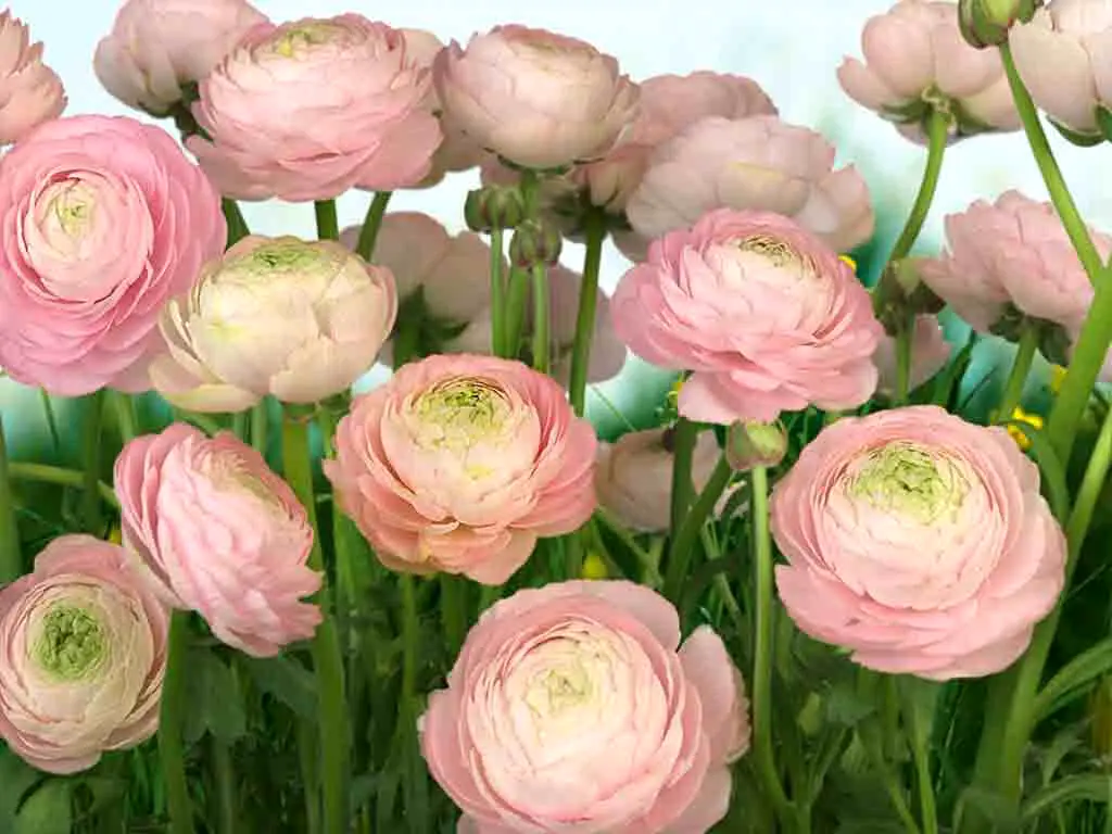 Fototapet floral Gentle Rose, Komar, imprimeu floral, multicolor, 368 x 254 cm