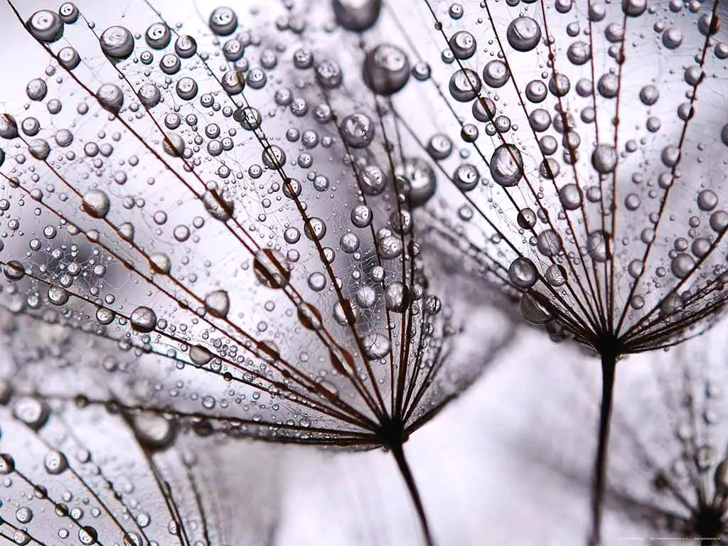 Fototapet After rain, AGDesign, decorațiune florală gri, dimensiuni fototapet 160x110 cm