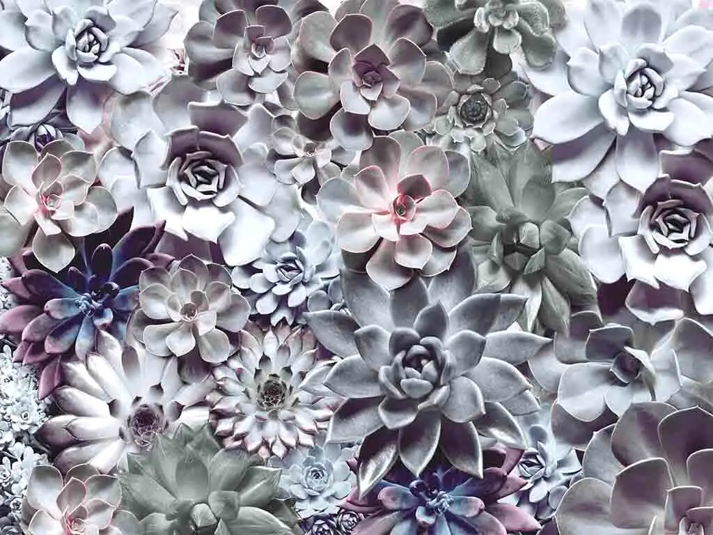 Fototapet floral gri, Komar Shades, dimensiuni 368 x 254 cm