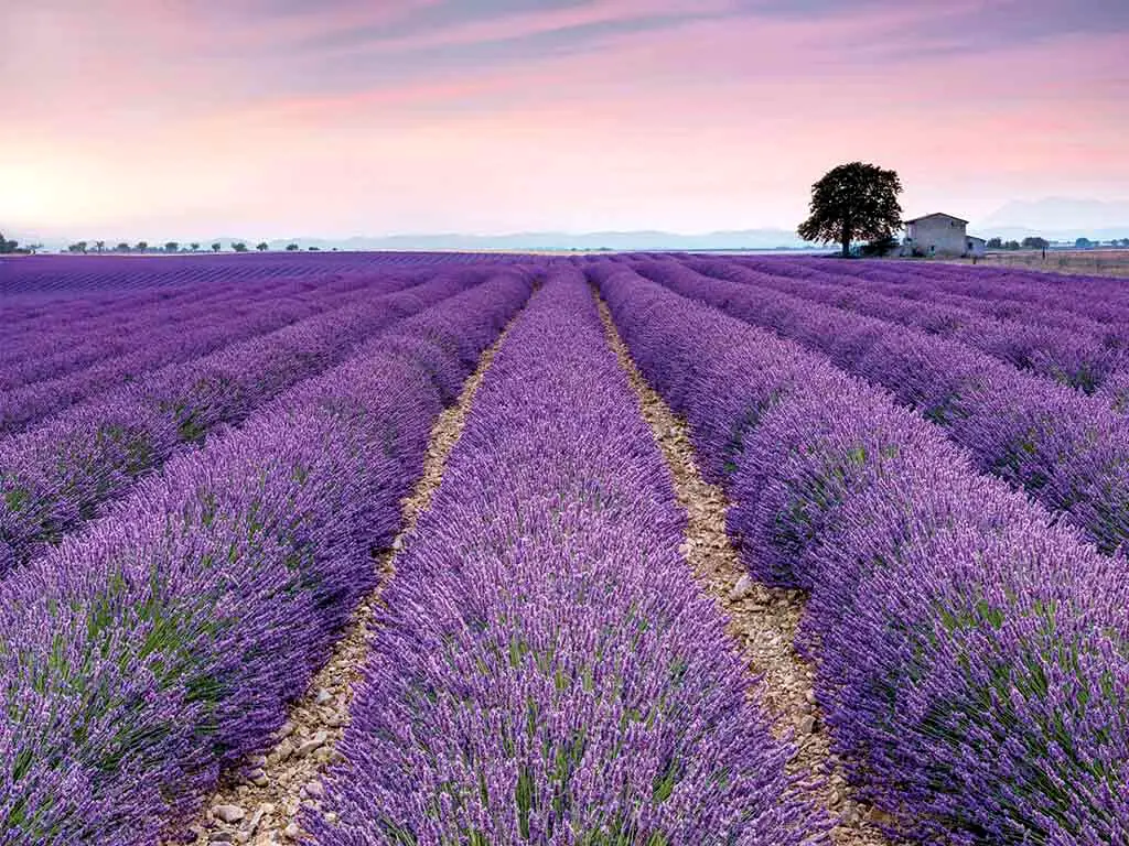 Fototapet floral Provence, Komar, peisaj câmp de lavandă, 400x260 cm