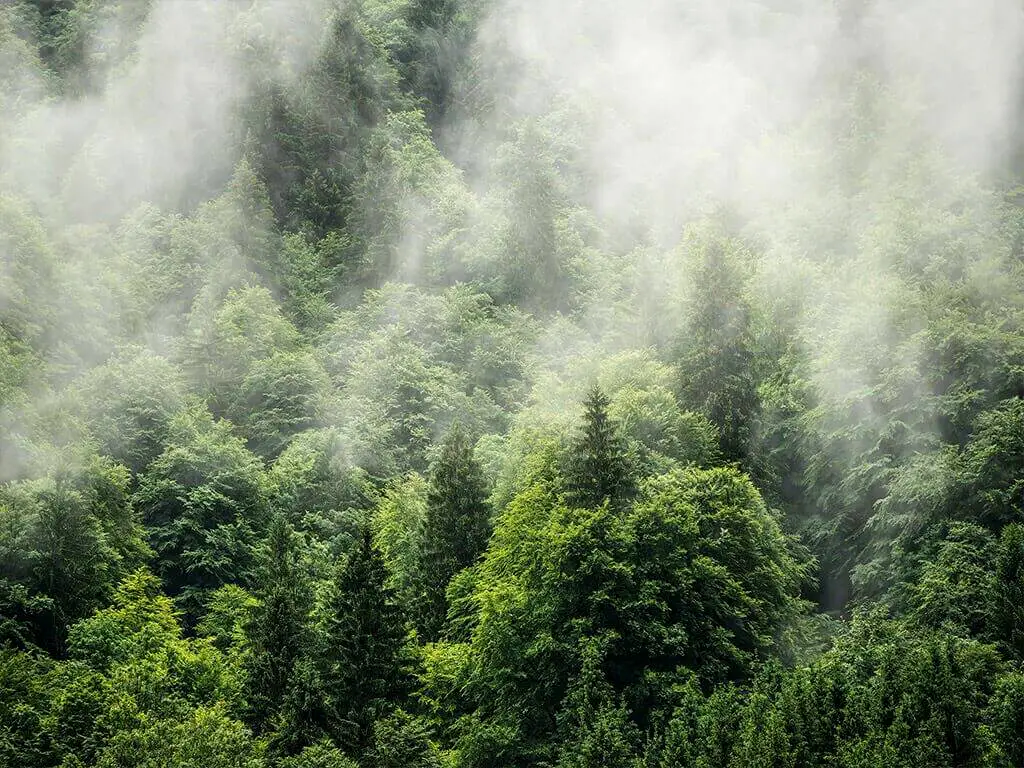 Fototapet peisaj Forest Land, Komar, verde, 400x250 cm
