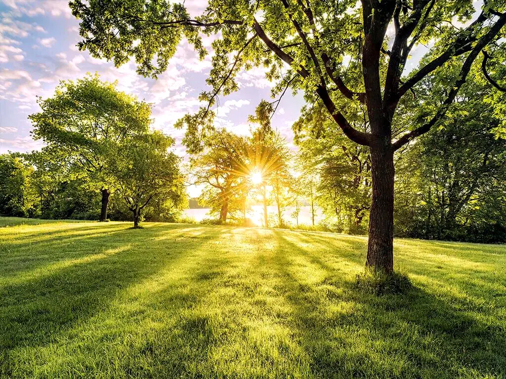 Fototapet peisaj pădure Golden Moment, Komar, verde, 400x250 cm