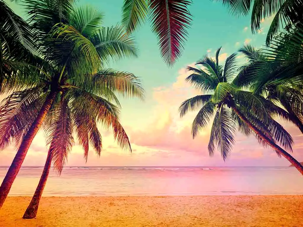 Fototapet peisaj Miami, Komar, imagine cu palmieri, 368x254 cm