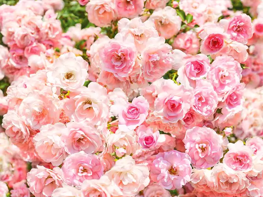 Fototapet floral Rosa, Komar, imprimeu trandafiri, roz-368x254 cm