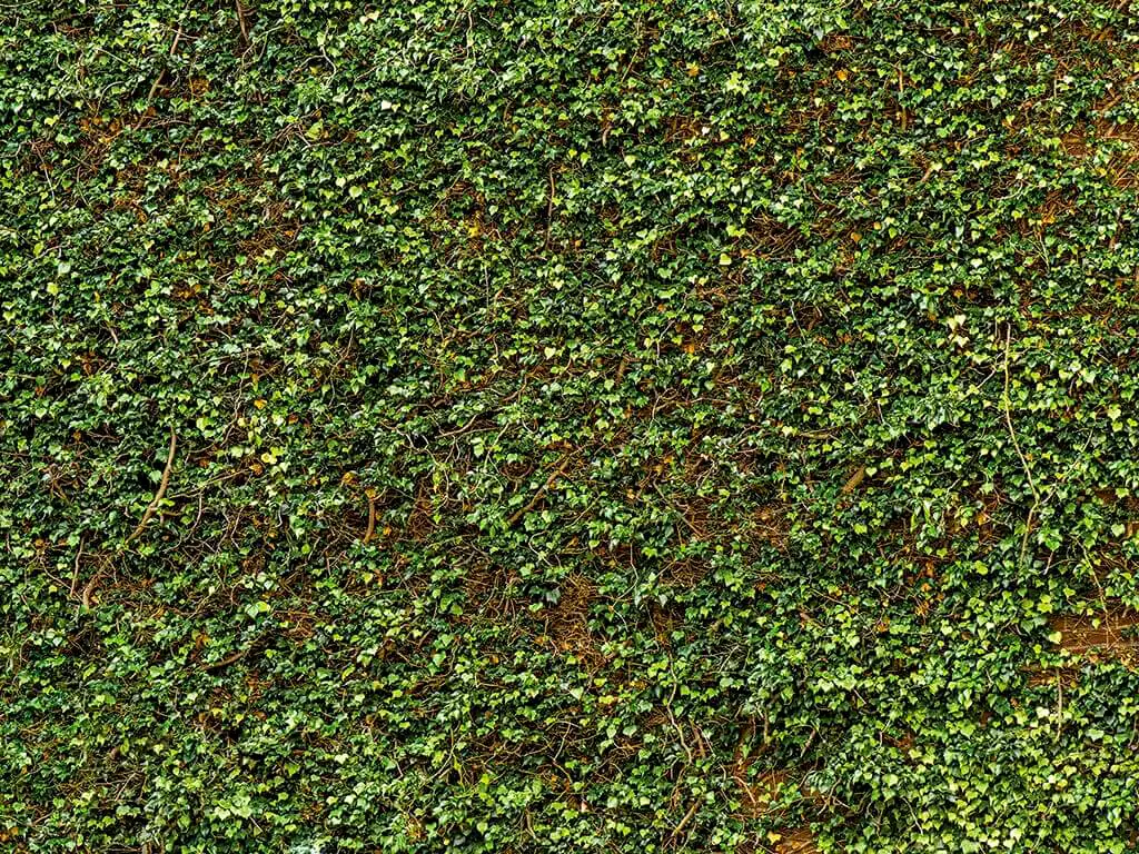 Fototapet frunze Ivy Wall