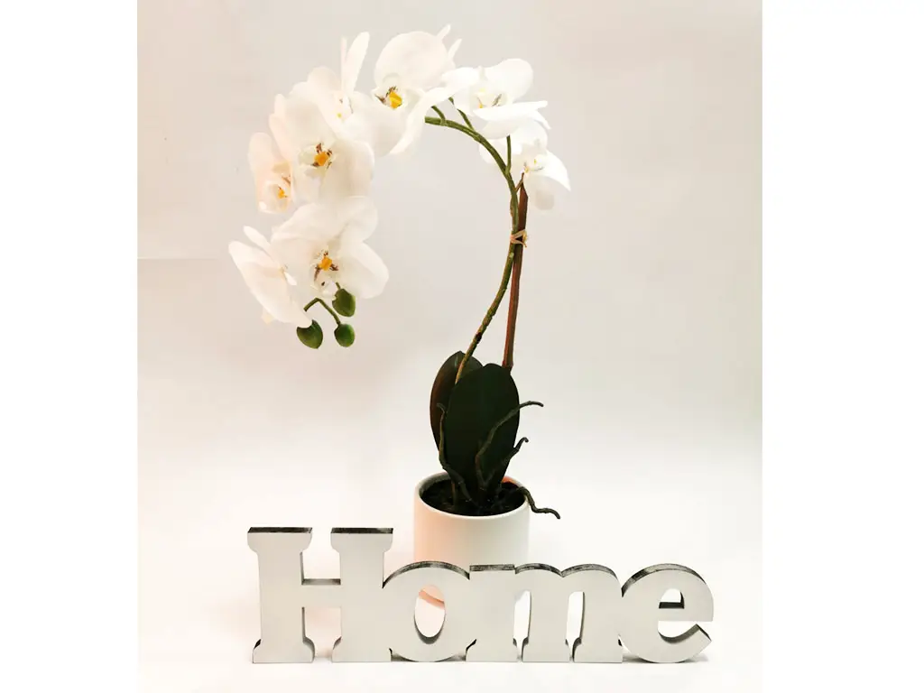 Pachet Orhidee albă şi decoraţiune Home