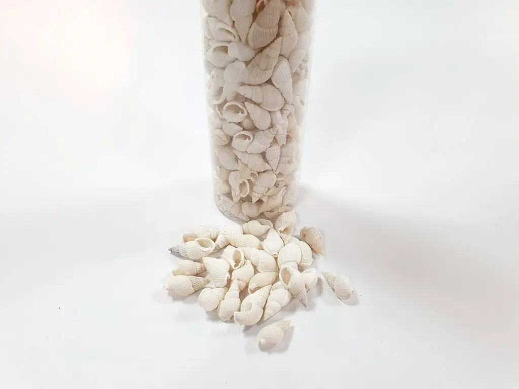 Scoici decorative Melci albi