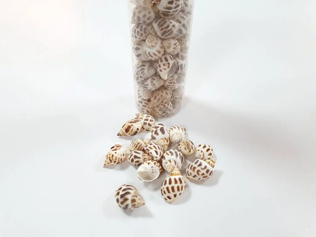 Scoici decorative Melci pestriţi