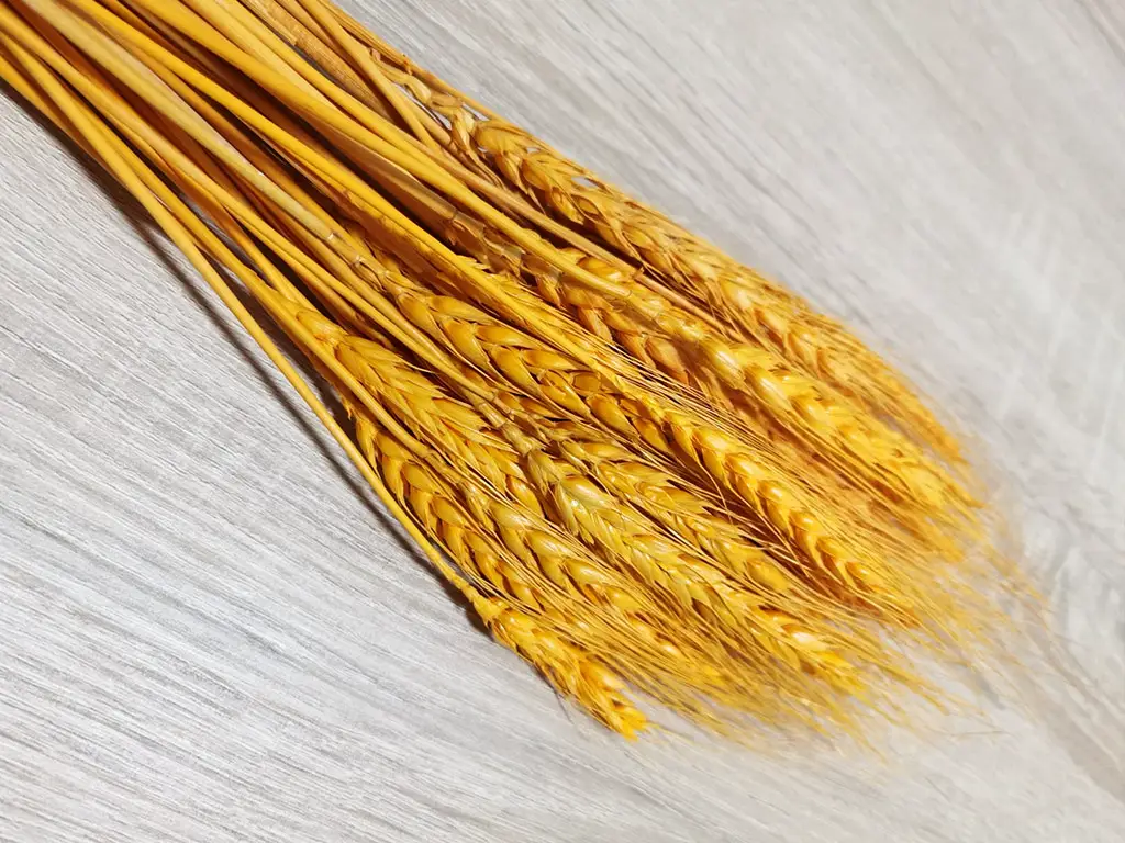 Spice grâu decorative, portocalii, 60 cm înălţime