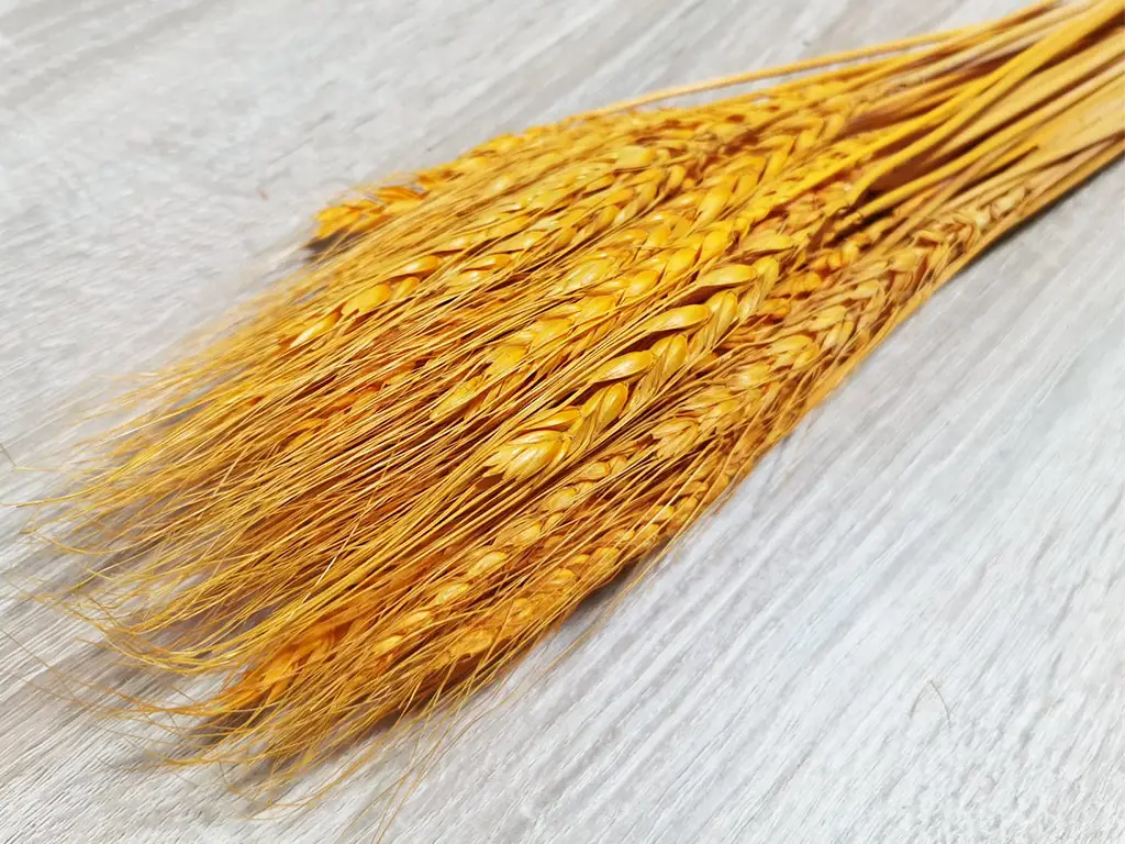 Spice grâu decorative, portocalii, 60 cm înălţime