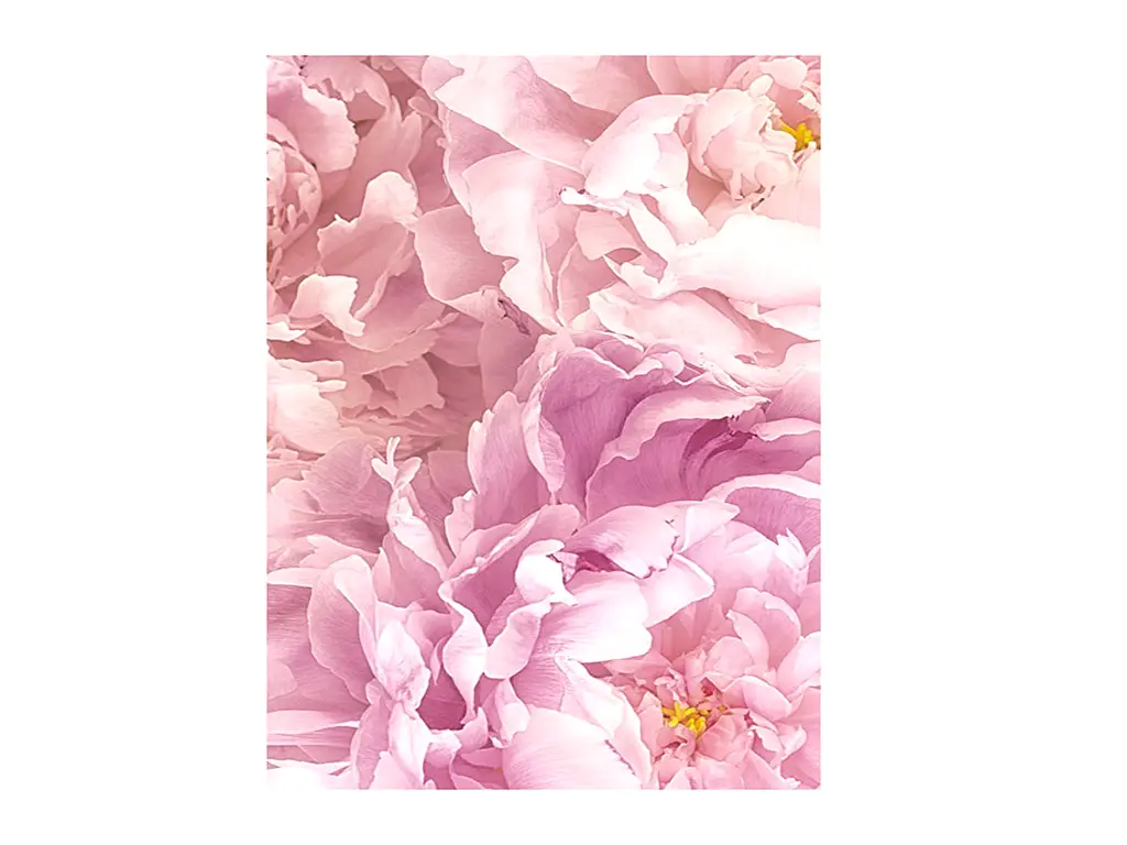 Tablou floral bujori roz, Komar Soave, cu ramă din lemn alb şi protecţie din plexiglass, 50x70 cm