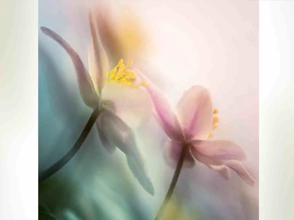 Tablou Gentle Flowers, Eurographics, din sticlă, imprimeu floral, multicolor, 20x20 cm