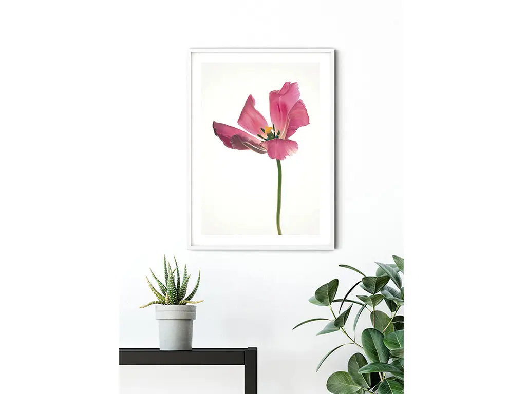 Tablou floral Lalea roşie, Komar Tulip Art Poster, în ramă albă, 40x30 cm