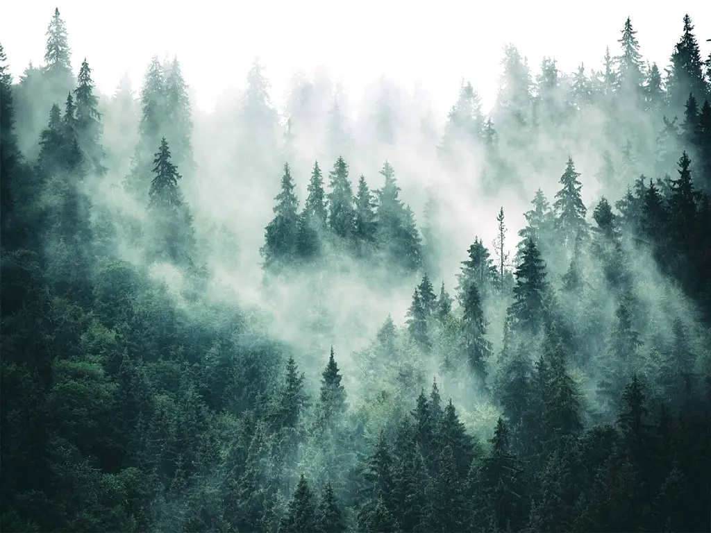 Fototapet autoadeziv, Dimex Foggy Forest, peisaj pădure in ceaţă, 375x250 cm