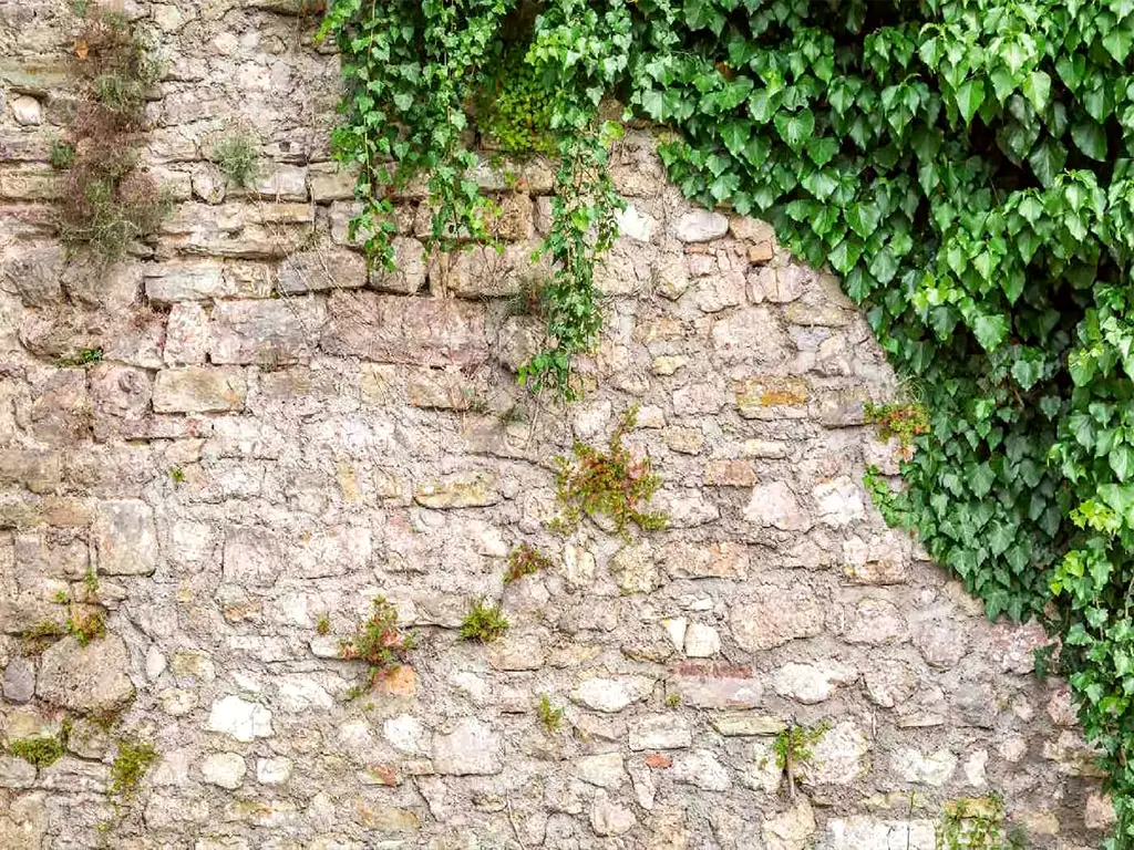 Fototapet autoadeziv, Dimex Stone Wall, zid piatră cu frunze verzi, 375x250 cm