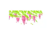 Sticker geam, Folina, flori glicină roz