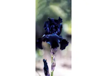 Black Iris simulare