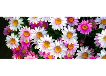 Daisies 200x80cm simulare