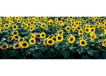 Floare Soarelui 200x80cm simulare