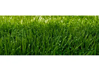 Iarba cu roua 200x80cm simulare