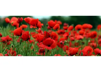 Maci 200x80cm simulare