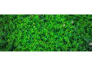 Trifoi 200x80cm simulare