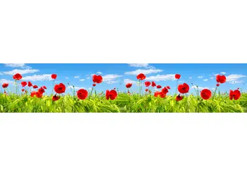 autocolant perete camp cu maci