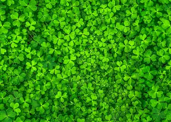 autocolant perete trifoi