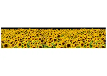 autocolant decorativ floarea soarelui