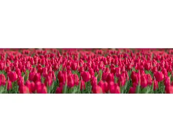 autocolant decorativ lalele rosii