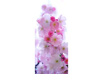 autocolant usa cires japonez 1