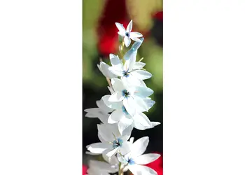 autocolant usa flori albe 1