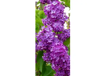 autocolant usa liliac 1