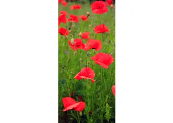 autocolant usa maci 1