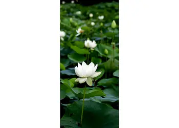 autocolant usa nufar 1